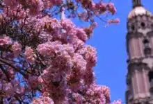 pronostican lluvias para tabasco