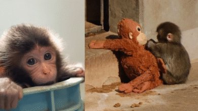 “Punch” El bebé mono que conquistó al mundo ya tiene su propio documental en Japón (Fotos Cortesía y Redes Sociales)