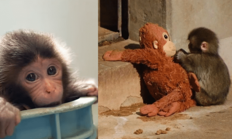 “Punch” El bebé mono que conquistó al mundo ya tiene su propio documental en Japón (Fotos Cortesía y Redes Sociales)