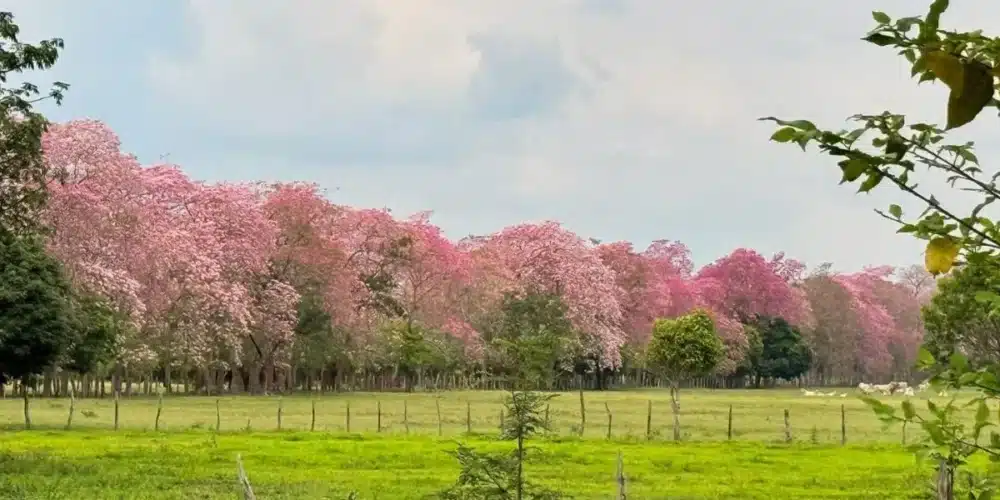 reconocen labor de guardavidas tras exitoso rescate en playa gaviota azul y exhorta a respetar lineamientos (2)