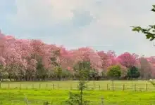reconocen labor de guardavidas tras exitoso rescate en playa gaviota azul y exhorta a respetar lineamientos (2)