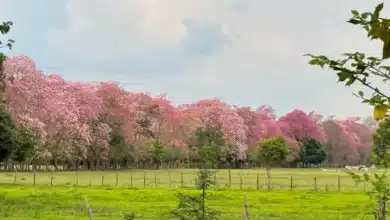 reconocen labor de guardavidas tras exitoso rescate en playa gaviota azul y exhorta a respetar lineamientos (2)