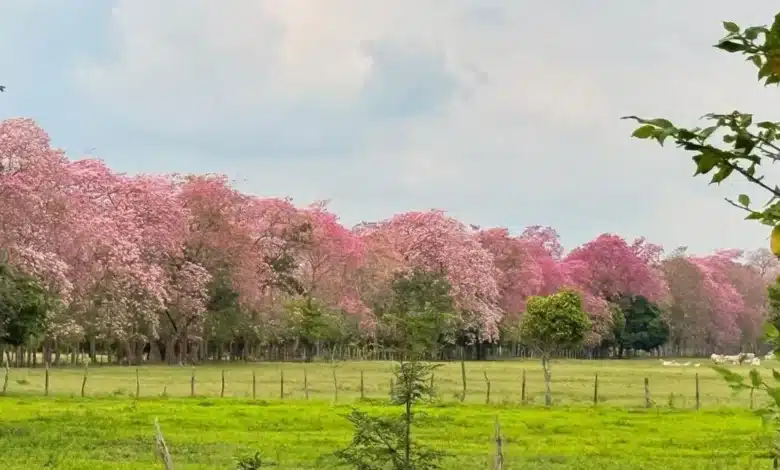 reconocen labor de guardavidas tras exitoso rescate en playa gaviota azul y exhorta a respetar lineamientos (2)