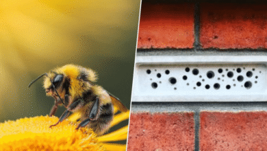 Reino Unido obliga a construir “habitaciones” para abejas ante el declive de polinizadores