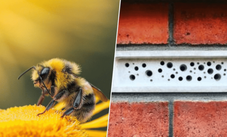 Reino Unido obliga a construir “habitaciones” para abejas ante el declive de polinizadores
