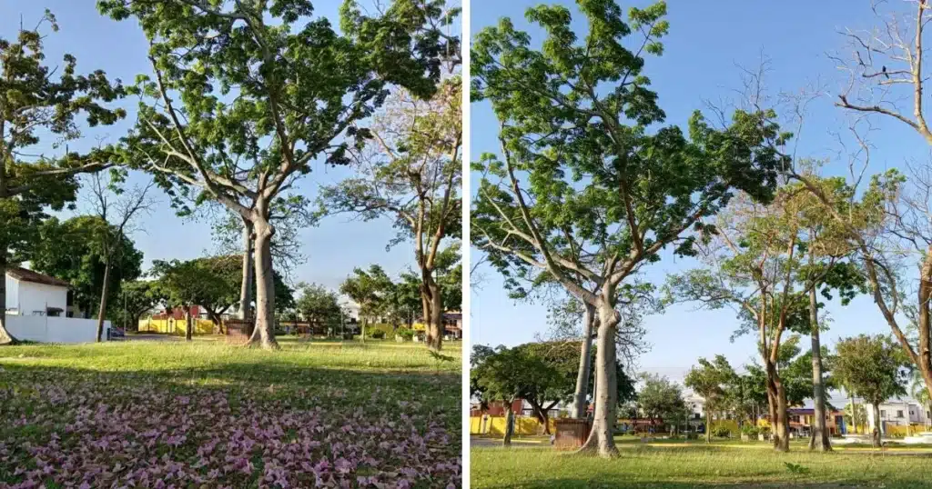 sensación térmica alcanzará los 40 grados centígrados (1)