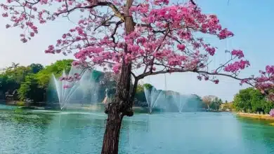 Sensación térmica alcanzará los 45 grados centígrados