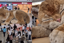 VIDEO “A Moment to Purr” la escultura gigante “Catzilla” que se mueve sorprende en el aeropuerto de Hong Kong