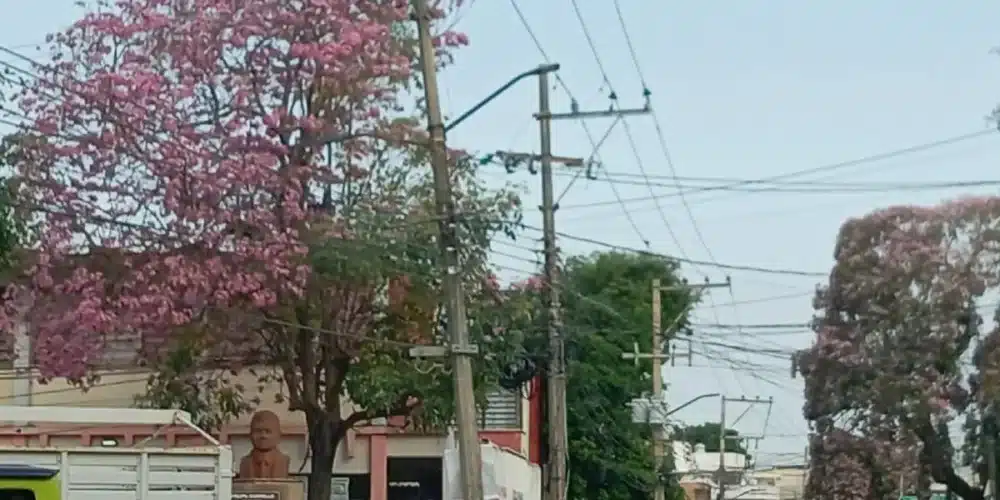 Villahermosa se rinde ante el Guayacán