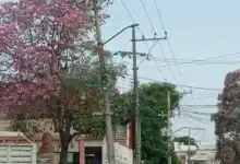 Villahermosa se rinde ante el Guayacán