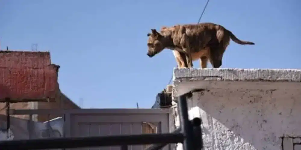 ¡cuidado! reportan daños a mascotas por altas temperaturas en tabasco