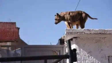 ¡cuidado! reportan daños a mascotas por altas temperaturas en tabasco