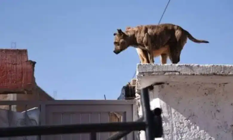 ¡cuidado! reportan daños a mascotas por altas temperaturas en tabasco