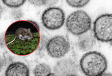 Alerta por hantavirus: investigan brote tras viaje marítimo en Argentina,El momento,al momento,al momento mundo,mundo,Hantavirus,hantavirus Argentina,brote de hantavirus 2026,qué es el hantavirus,síntomas del hantavirus,cómo se contagia el hantavirus,enfermedad por roedores,OMS hantavirus alerta,crucero MV Hondius casos hantavirus,mortalidad hantavirus porcentaje,prevención hantavirus medidas,contagio por excremento de roedores,síndrome pulmonar hantavirus,casos sospechosos hantavirus,riesgo sanitario internacional,infección viral respiratoria hantavirus
