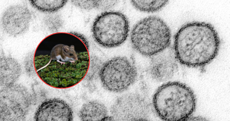Alerta por hantavirus: investigan brote tras viaje marítimo en Argentina,El momento,al momento,al momento mundo,mundo,Hantavirus,hantavirus Argentina,brote de hantavirus 2026,qué es el hantavirus,síntomas del hantavirus,cómo se contagia el hantavirus,enfermedad por roedores,OMS hantavirus alerta,crucero MV Hondius casos hantavirus,mortalidad hantavirus porcentaje,prevención hantavirus medidas,contagio por excremento de roedores,síndrome pulmonar hantavirus,casos sospechosos hantavirus,riesgo sanitario internacional,infección viral respiratoria hantavirus