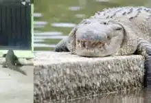 Captan cocodrilo de gran tamaño frente casa en Villahermosa