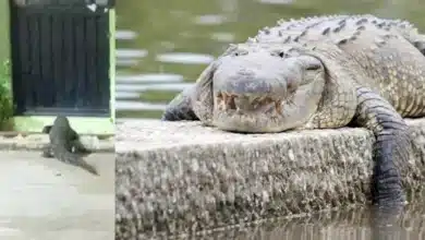 Captan cocodrilo de gran tamaño frente casa en Villahermosa