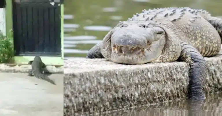 Captan cocodrilo de gran tamaño frente casa en Villahermosa