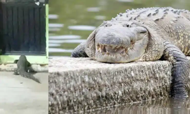 Captan cocodrilo de gran tamaño frente casa en Villahermosa