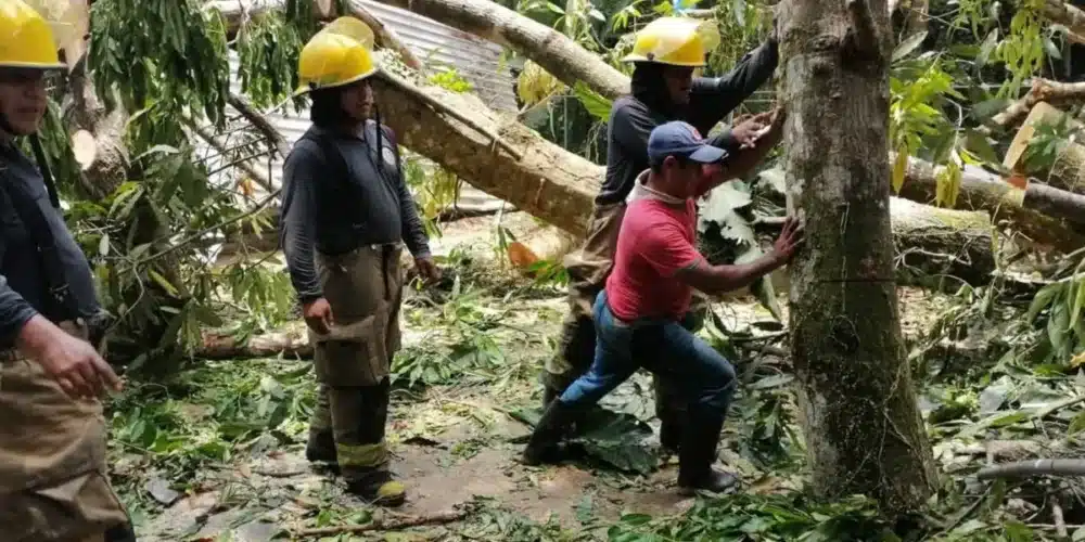colapsan árboles sobre primaria en tacotalpa; reportan daños estructurales