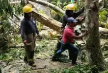 colapsan árboles sobre primaria en tacotalpa; reportan daños estructurales