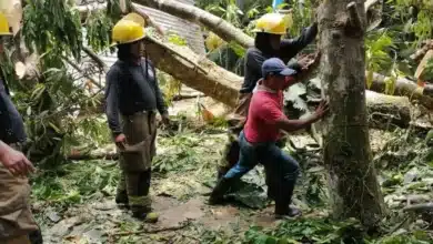 colapsan árboles sobre primaria en tacotalpa; reportan daños estructurales