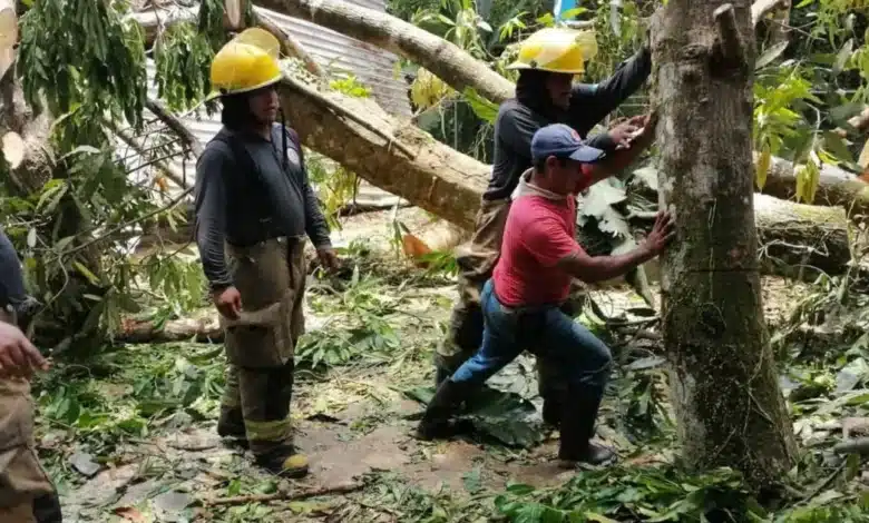 colapsan árboles sobre primaria en tacotalpa; reportan daños estructurales
