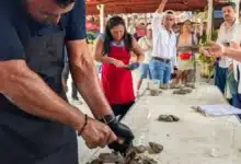 Concurso de desconche reúne a productores ostrícolas en la Feria Tabasco 2026