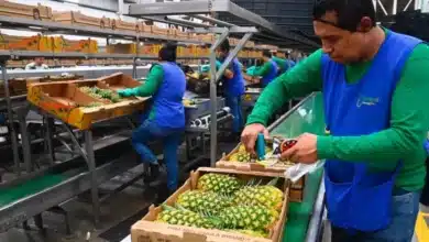 crecen los empleos en tabasco durante 2026