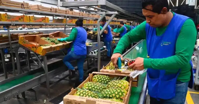 crecen los empleos en tabasco durante 2026