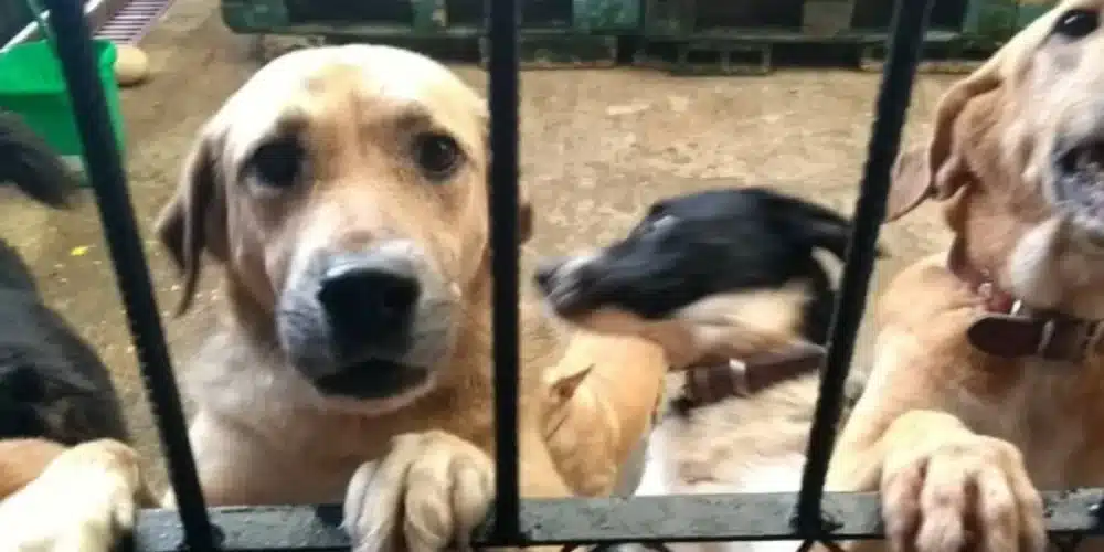 croquetón busca fomentar adopción y bienestar animal en tabasco