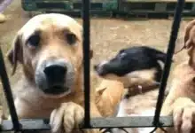 croquetón busca fomentar adopción y bienestar animal en tabasco