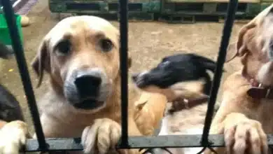 croquetón busca fomentar adopción y bienestar animal en tabasco