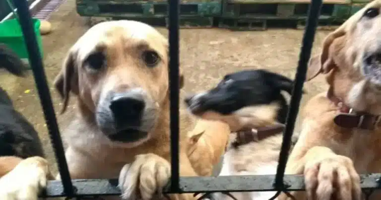croquetón busca fomentar adopción y bienestar animal en tabasco