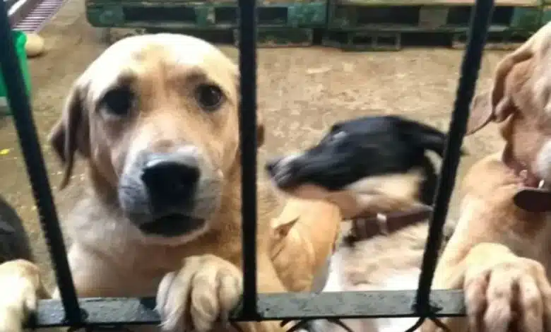croquetón busca fomentar adopción y bienestar animal en tabasco