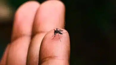 Disminuyen casos de dengue en Tabasco