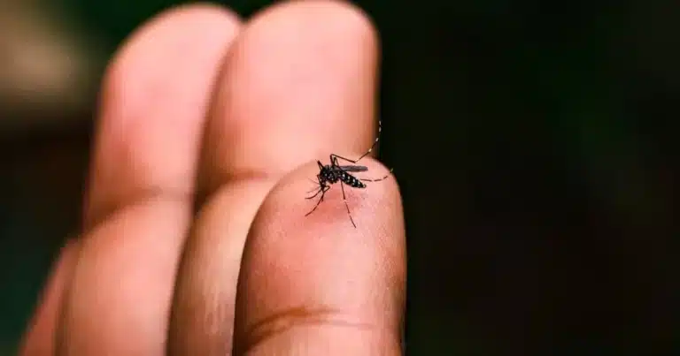 Disminuyen casos de dengue en Tabasco