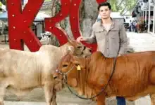 “el boran” apuesta ganadera en tabasco