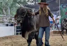 El futuro ganadero brilla en la Feria Tabasco 2026
