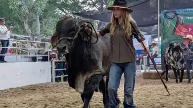 El futuro ganadero brilla en la Feria Tabasco 2026