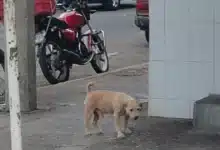 exhortan a proteger animales en situación de calle durante la temporada de calor