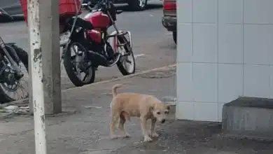 exhortan a proteger animales en situación de calle durante la temporada de calor
