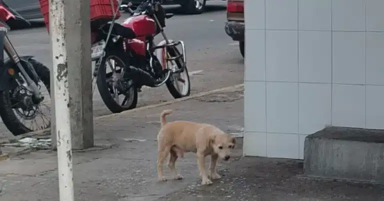 exhortan a proteger animales en situación de calle durante la temporada de calor