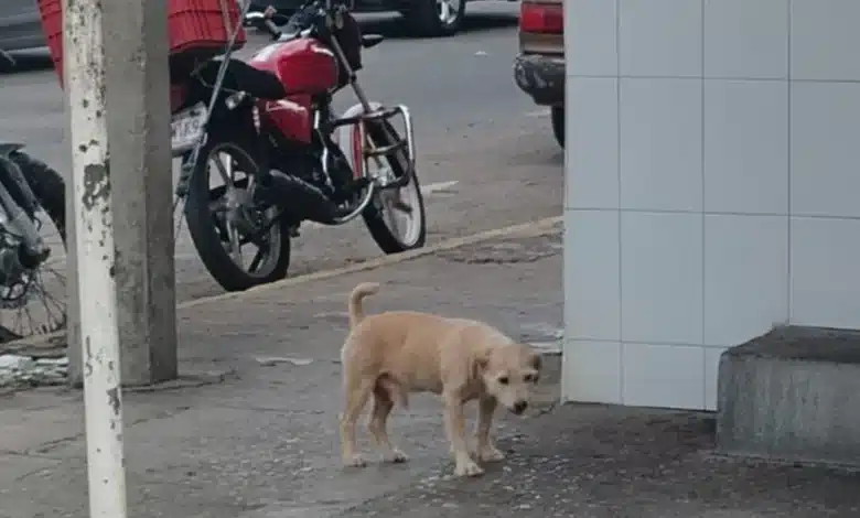 exhortan a proteger animales en situación de calle durante la temporada de calor