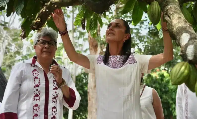 Claudia Sheinbaum impulsa “Precio Justo para el Cacao” y nueva planta de Chocolate Bienestar en Tabasco