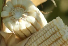 acuerdo para el maíz blanco busca estabilizar precios y dar certeza a productores