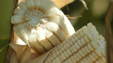 acuerdo para el maíz blanco busca estabilizar precios y dar certeza a productores