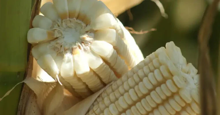 acuerdo para el maíz blanco busca estabilizar precios y dar certeza a productores