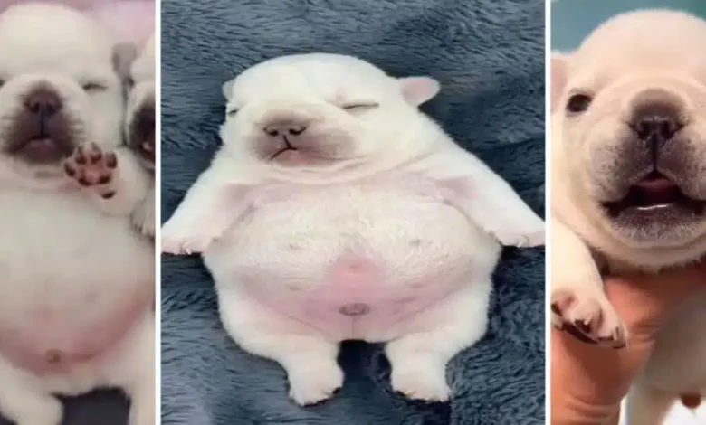 de un video random al éxito global la historia secreta de pibble
