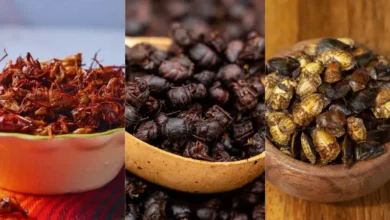 Gastronomía mexicana ¿Has probado chapulines, chicatanas y jumiles? (Fotos de internet)